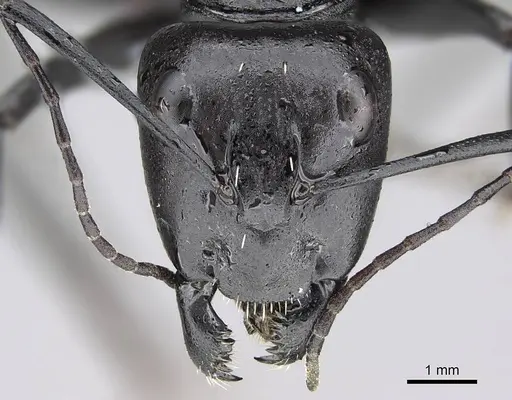 Camponotus fulvopilosus - CASENT0822235