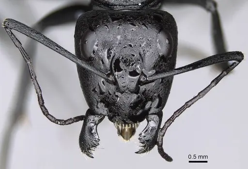 Camponotus fulvopilosus - CASENT0822235