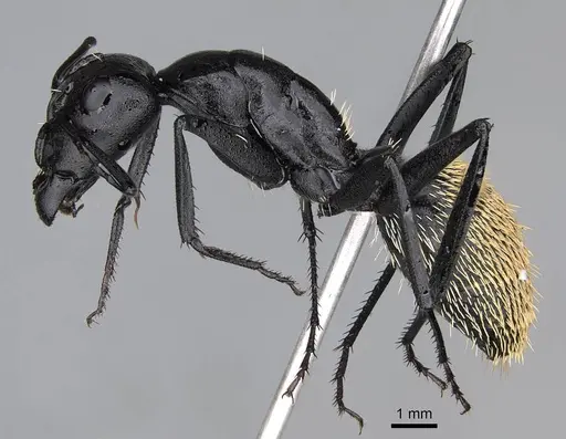 Camponotus fulvopilosus - CASENT0822235