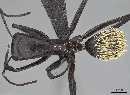 Camponotus fulvopilosus - CASENT0822236