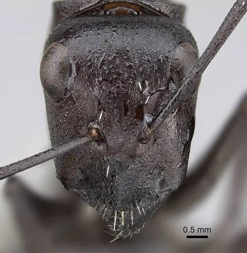 Camponotus fulvopilosus - CASENT0822236