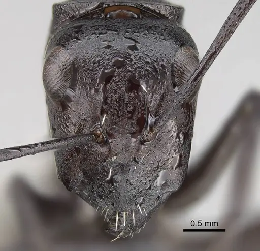 Camponotus fulvopilosus - CASENT0822236