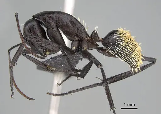 Camponotus fulvopilosus - CASENT0822236