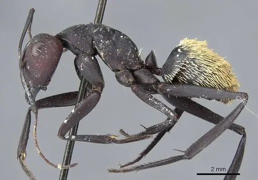 Camponotus fulvopilosus - CASENT0905418