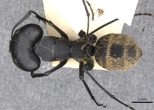 Camponotus fulvopilosus - CASENT0910452