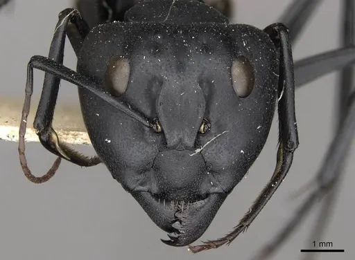 Camponotus fulvopilosus - CASENT0910452