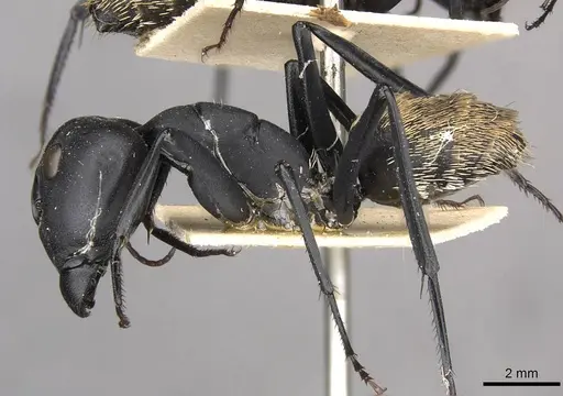 Camponotus fulvopilosus - CASENT0910452