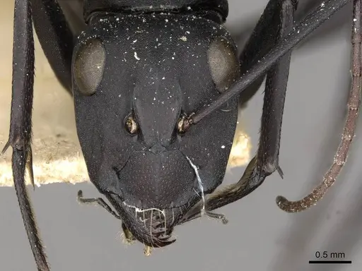 Camponotus fulvopilosus - CASENT0910453