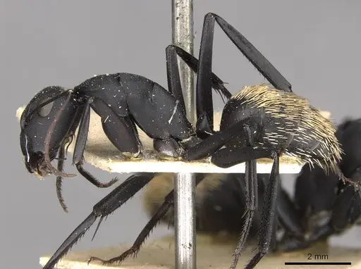 Camponotus fulvopilosus - CASENT0910453