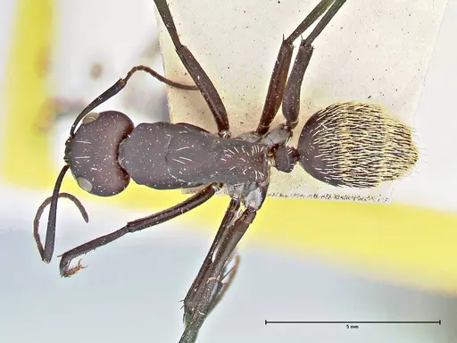 Camponotus fulvopilosus - FOCOL2951