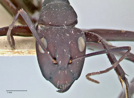 Camponotus fulvopilosus - FOCOL2951