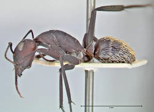 Camponotus fulvopilosus - FOCOL2951