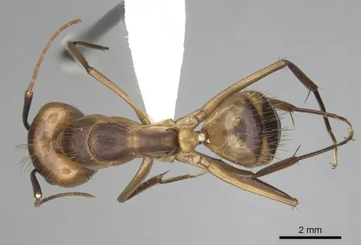 Camponotus fumidus specimen