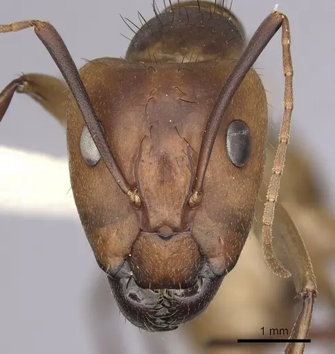 Camponotus fumidus specimen