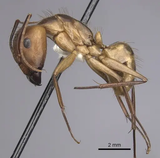 Camponotus fumidus specimen