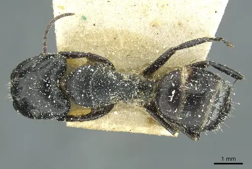 Camponotus furvus specimen
