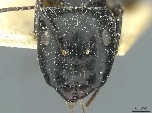Camponotus furvus specimen