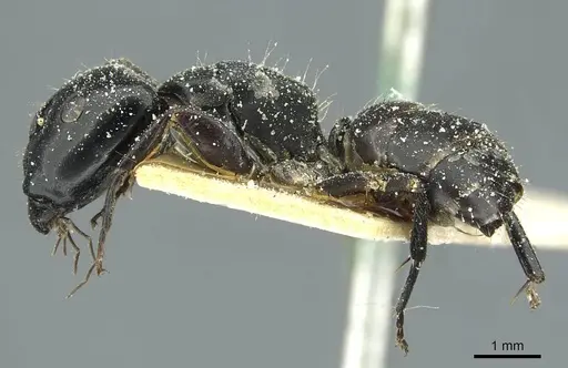 Camponotus furvus specimen