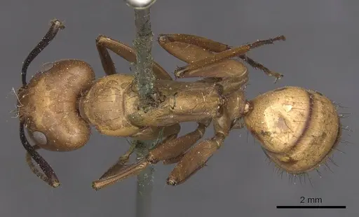 Camponotus fuscocinctus specimen