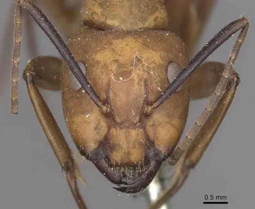 Camponotus fuscocinctus specimen