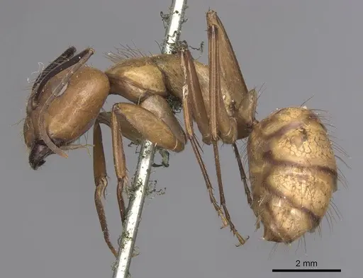 Camponotus fuscocinctus specimen