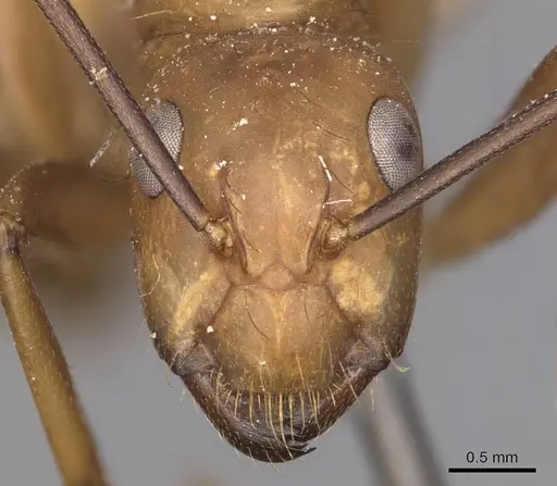 Camponotus fuscocinctus - CASENT0905260