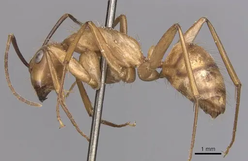 Camponotus fuscocinctus - CASENT0905260