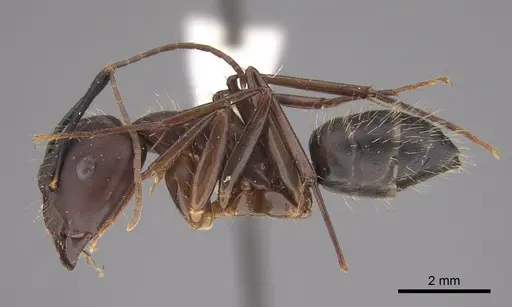 Camponotus fuscocinctus - CASENT0923534