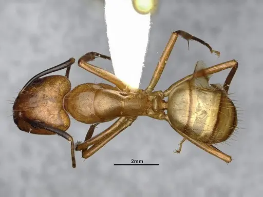 Camponotus fuscocinctus - CASENT4032233