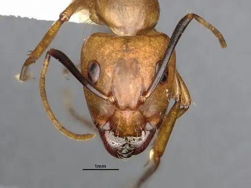 Camponotus fuscocinctus - CASENT4032233