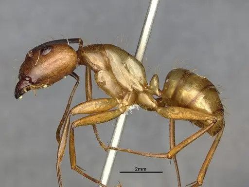 Camponotus fuscocinctus - CASENT4032233