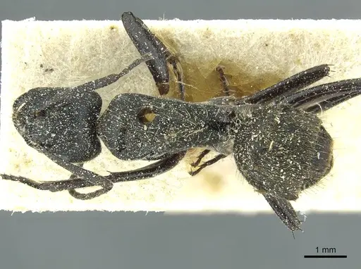 Camponotus gabonensis specimen