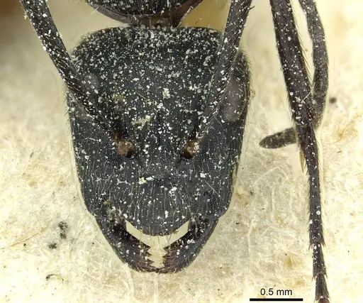 Camponotus gabonensis specimen