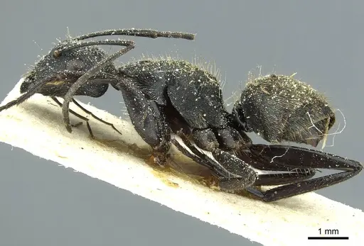 Camponotus gabonensis specimen