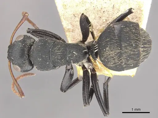 Camponotus galla specimen