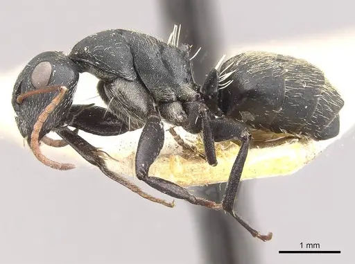 Camponotus galla specimen