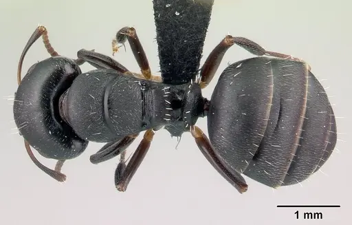 Camponotus galoko specimen