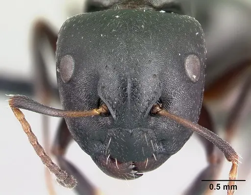 Camponotus galoko specimen