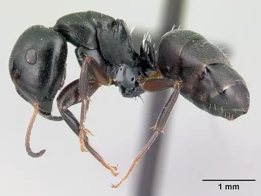 Camponotus galoko specimen