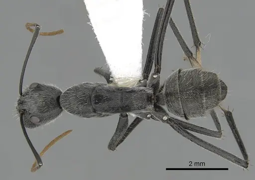 Camponotus gambeyi specimen
