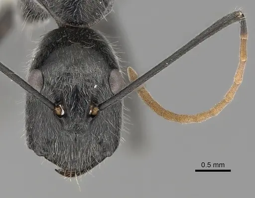 Camponotus gambeyi specimen