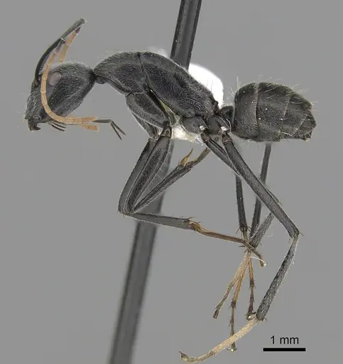 Camponotus gambeyi specimen