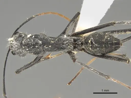 Camponotus gambeyi - CASENT0887743