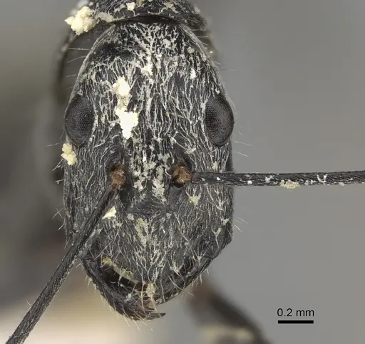 Camponotus gambeyi - CASENT0887743