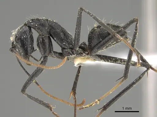 Camponotus gambeyi - CASENT0887743