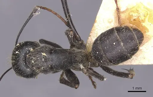 Camponotus gambeyi - CASENT0905387