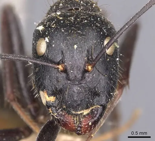 Camponotus gambeyi - CASENT0905387