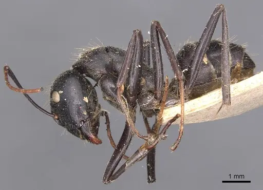 Camponotus gambeyi - CASENT0905387