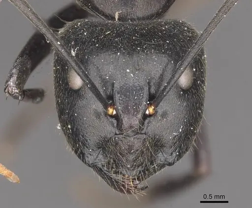 Camponotus gambeyi - CASENT0910313