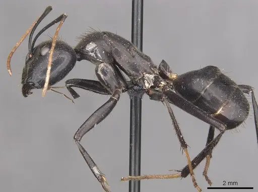 Camponotus gambeyi - CASENT0910313